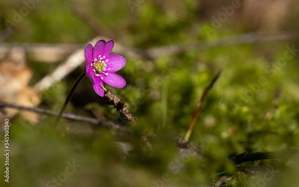 Fototapeta Flowers in local Swedish forrest.