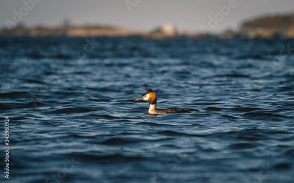 Fototapeta Great crested grebe. Taken just outside summerhouse in the coast of Sweden