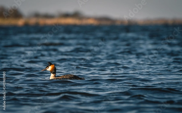 Fototapeta Great crested grebe. Taken just outside summerhouse in the coast of Sweden