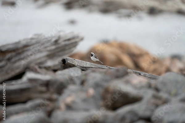 Fototapeta Wagtail enjoying the warmer weather in spring. Taken near my girlfriends summerhouse