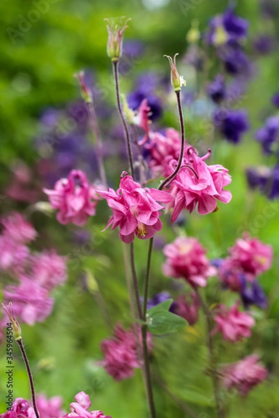 Fototapeta Kolorowe orliki