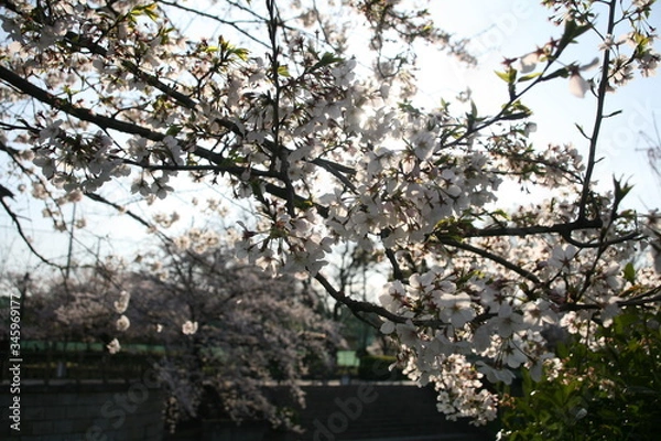 Fototapeta 早朝の風に揺れる山崎川の桜の花 