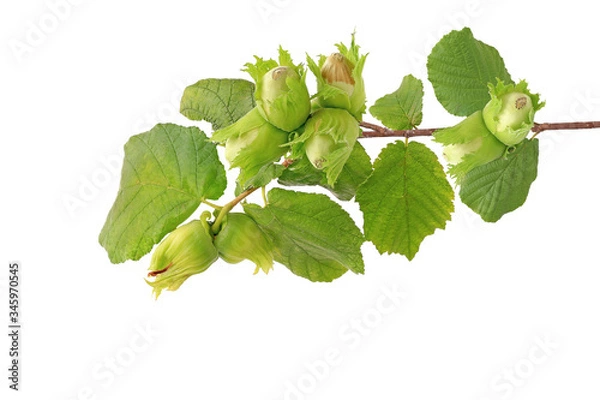 Fototapeta Hazelnut branch isolated on white