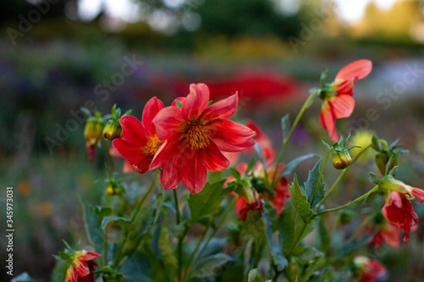 Obraz red flowers in the garden