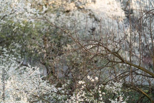 Obraz moss on the rock