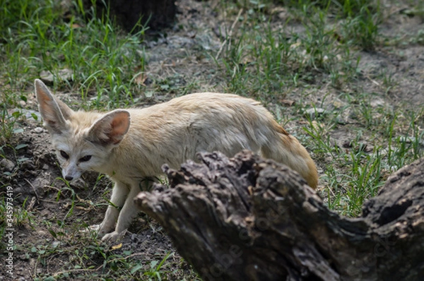 Fototapeta Photo of a little Fennec fox standing in the grass in a ray of light. (Vulpes zerda). Wild life animal.