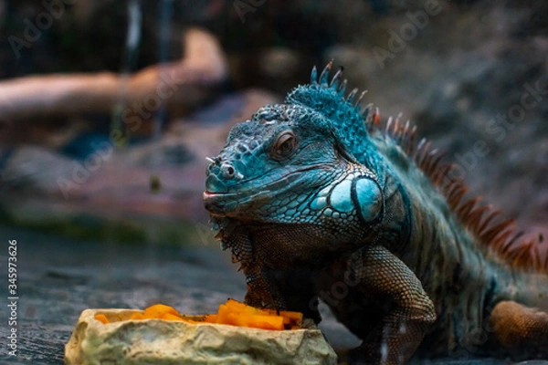 Obraz iguana on a tree