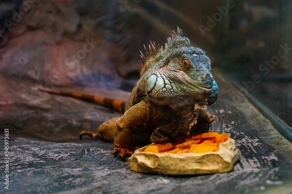 Obraz iguana on tree