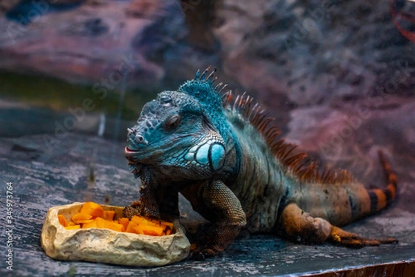 Obraz iguana on the tree