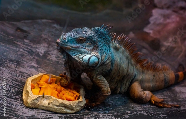 Obraz iguana on the tree