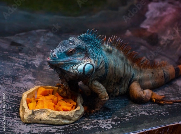 Obraz iguana in the zoo