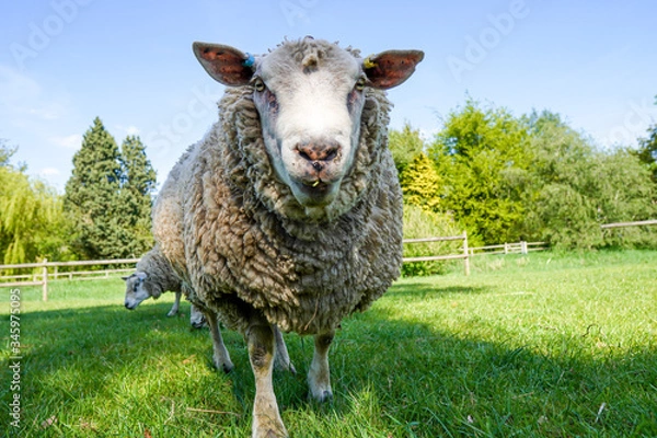 Obraz sheep in a field