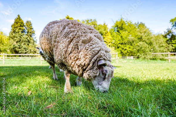 Obraz sheep in the field