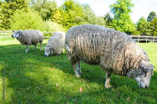 Obraz sheep in a field