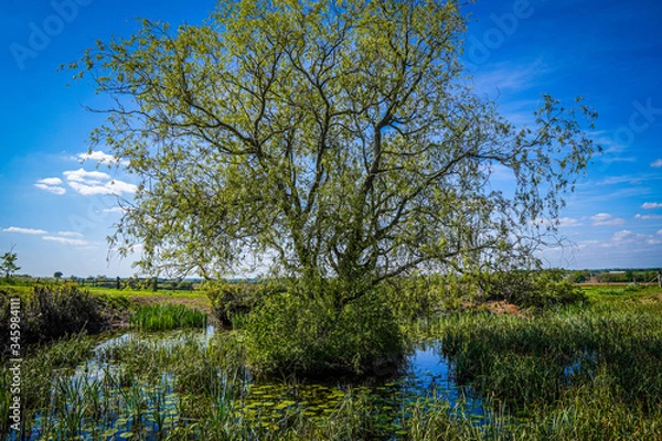 Obraz trees in the field