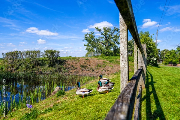 Obraz ducks on the field