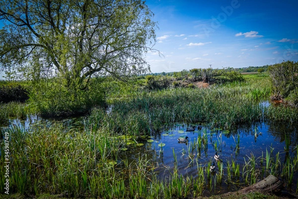 Obraz lake in the forest