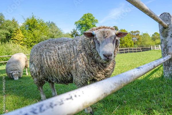Obraz sheep in a field
