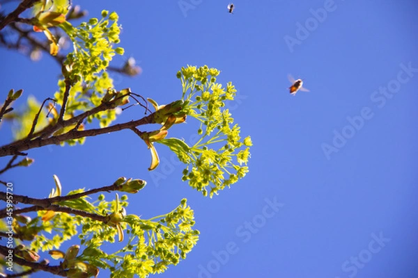 Fototapeta Bees and a maple tree in spring