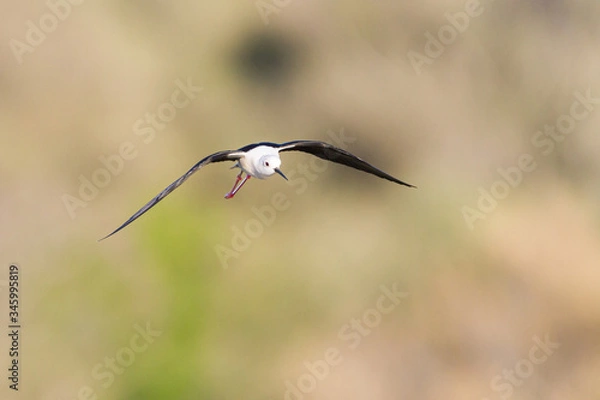 Obraz  Black-winged stilt sflying over a marsh