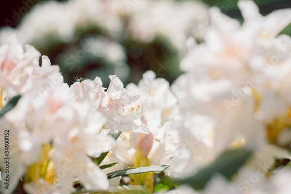 Fototapeta white flowers bloom