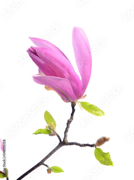 Fototapeta Beautiful delicate purple magnolia close up isolated on white background
