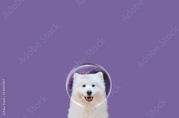 Obraz Samoyed on a plain background. Dog in a spacesuit. Happy Samoyed art.