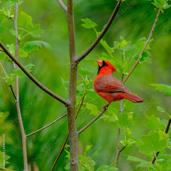 Fototapeta Red Cardinal on a Branch