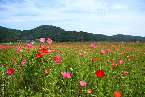 Fototapeta ポピー