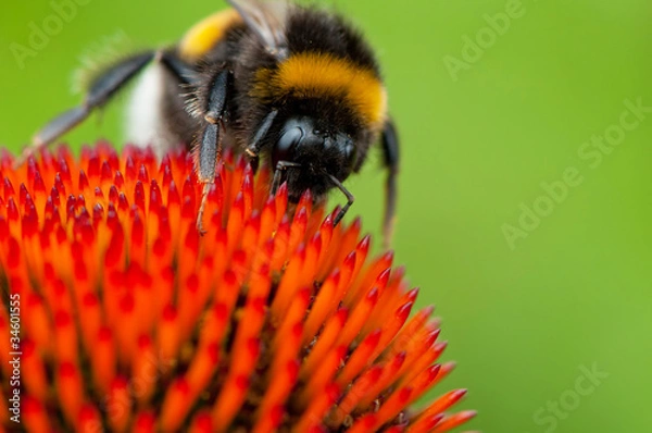 Fototapeta Bumblebee