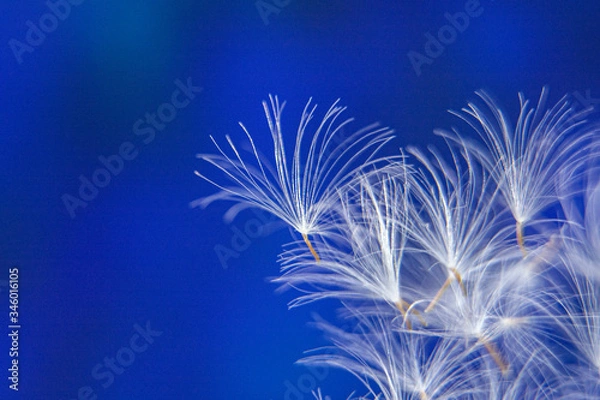 Fototapeta Parachutes of dandalion / dandelion seeds on a abstract blue background / Copy space for text / Macro