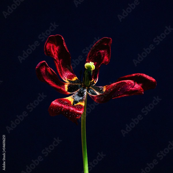 Obraz close up wilted red tulip on dark blue background isolated