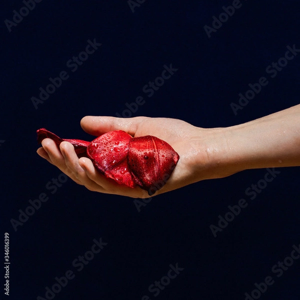 Obraz hand with red petals on dark blue background colourful