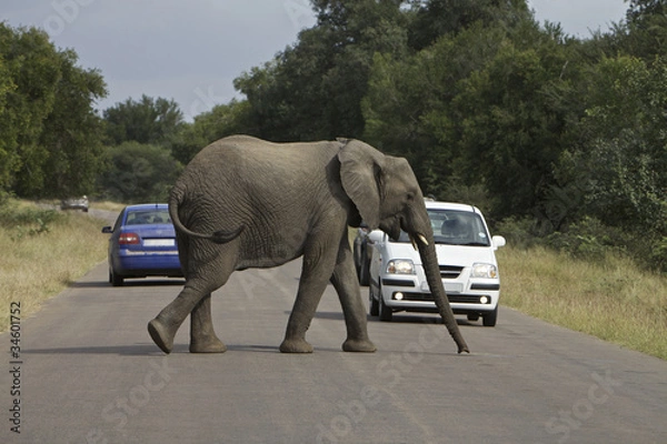 Obraz Słoń Afircan