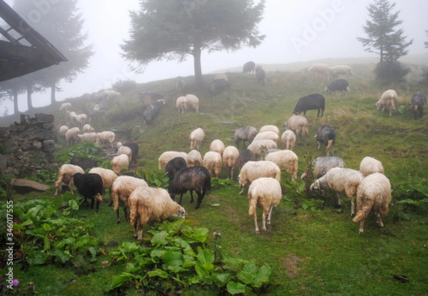 Obraz Carpathian sheep