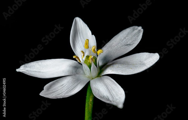 Obraz Flower  RealPhoto black background High definition