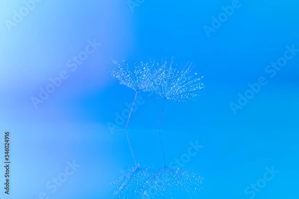 Obraz Dandelion  Waterdrops Reflection