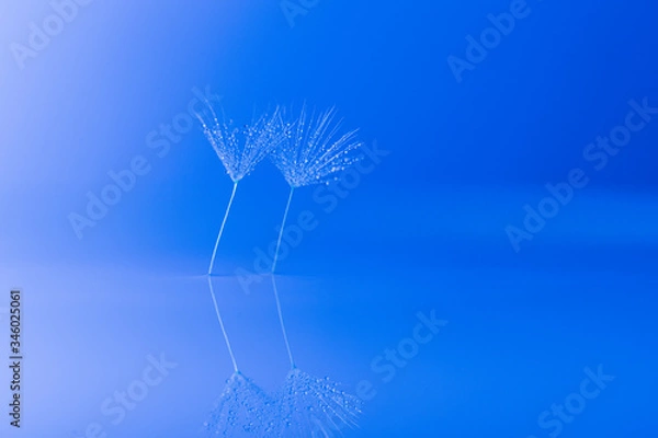 Obraz Dandelion  Waterdrops Reflection