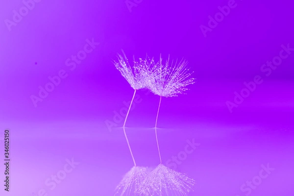 Obraz Dandelion  Waterdrops Reflection