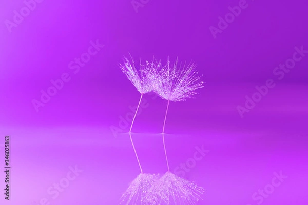 Obraz Dandelion  Waterdrops Reflection