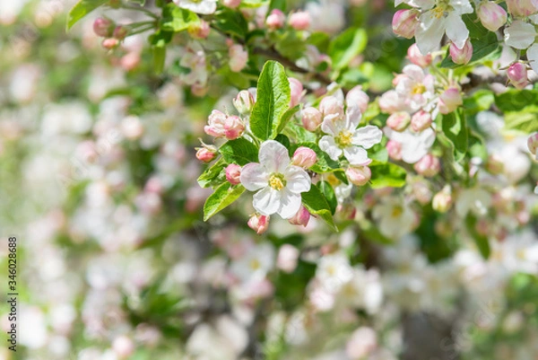 Obraz Close-up of apple blossoms and leaves on tree branch in orchard in the Okanagan Valley