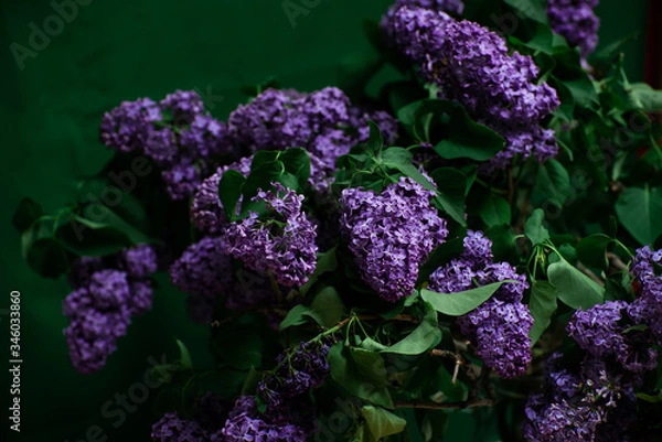 Obraz close-up of lilac syringa on a dark green background