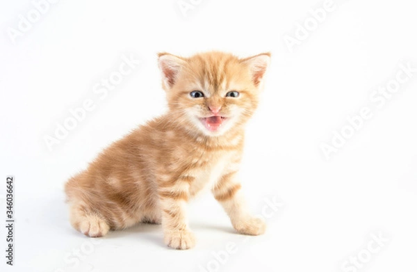 Fototapeta Cat baby tabby Kitten Cute Beautifu on white background
