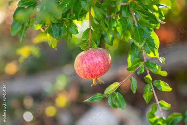 Fototapeta pomegranate