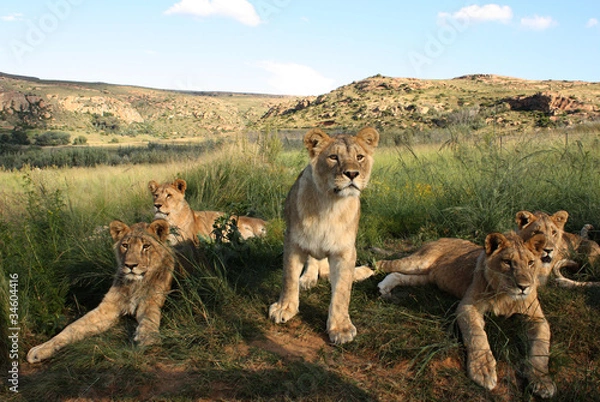 Obraz Inquisitive Lion