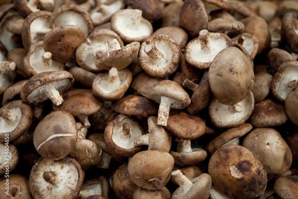 Obraz Mushroom Backdrop