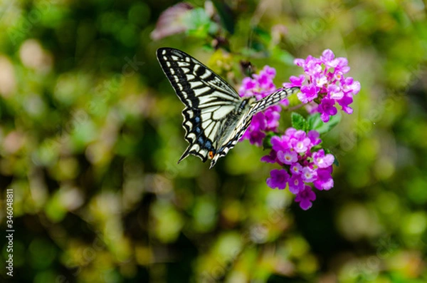 Fototapeta 蜜を吸うキアゲハ
