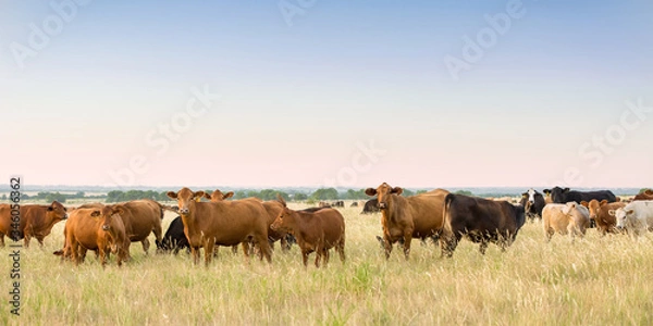 Obraz Cow and calf pairs grazing on pasture land before weaning