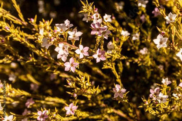 Obraz Small bush flowers