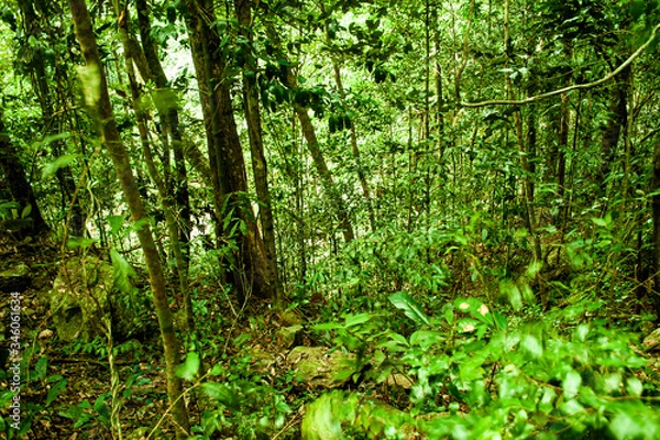 Obraz Stony Creek Forest